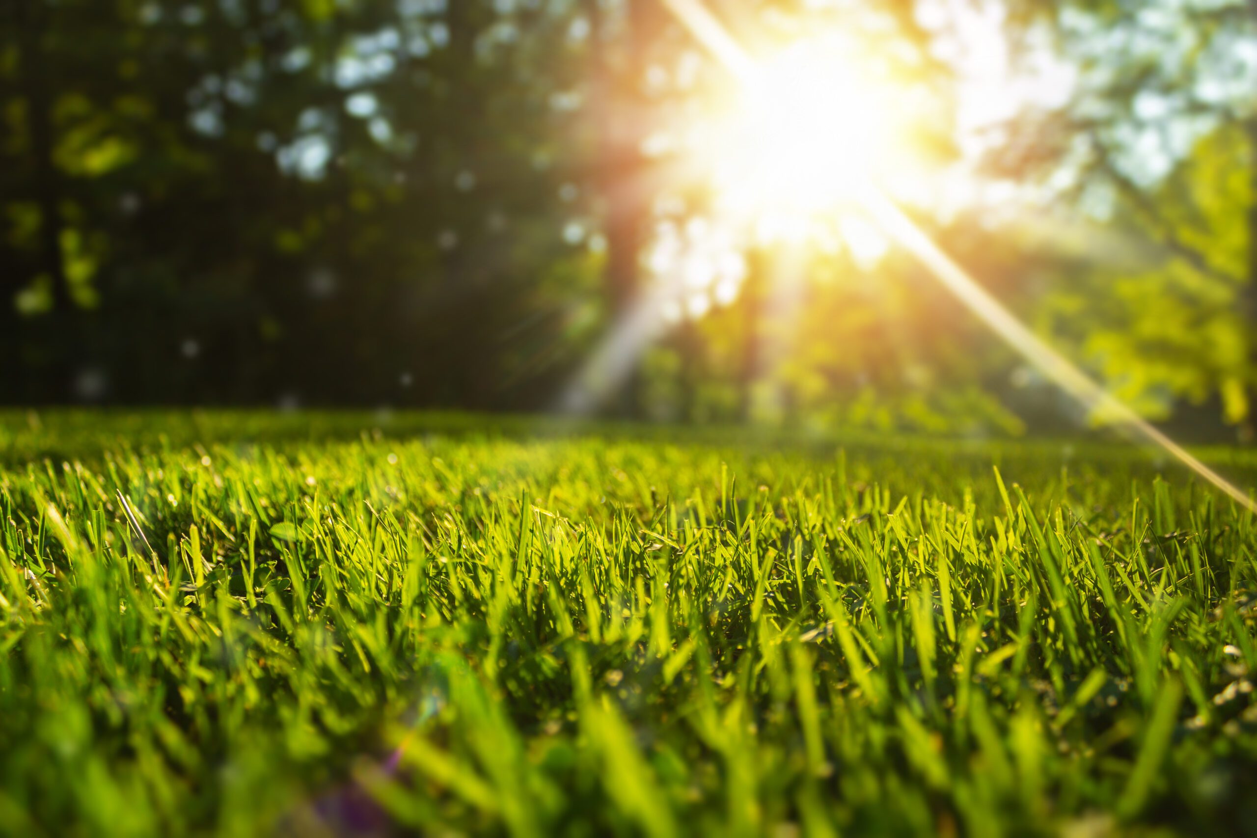 Grass in tampa