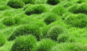 Zoysia grass