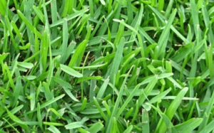 St. Augustine Grass